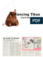 KencinaSAsSg Tikus