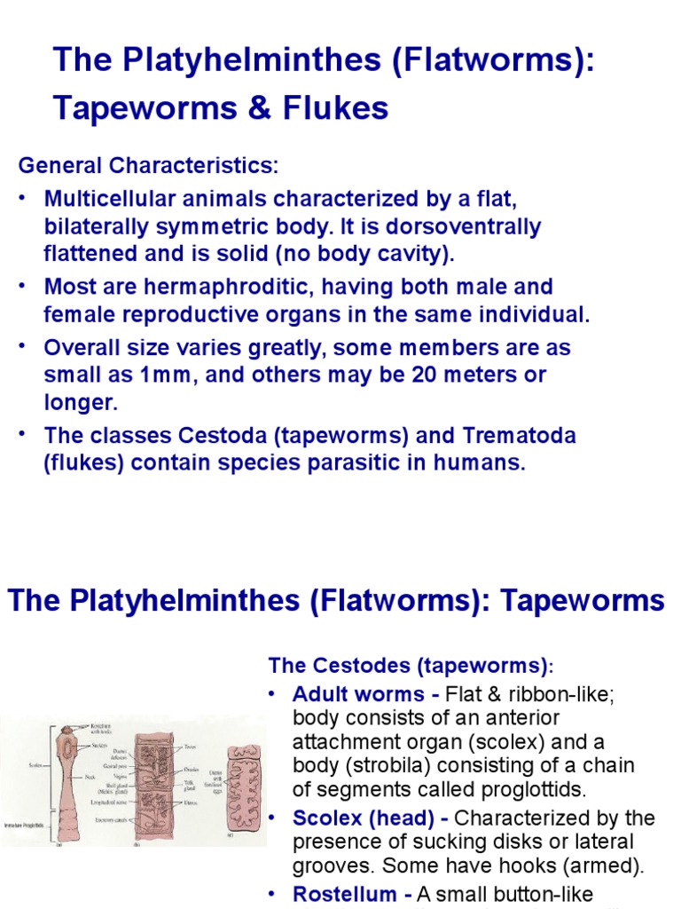 Flatworms: Tapeworms in Humans | PDF | Protostomes | Parasites