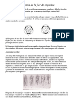 Anatomía de La Flor de Orquídea