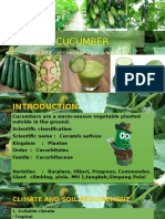 Cucumber