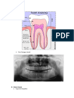 Anatomi Dental
