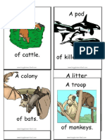 Collective Nouns Flashcards