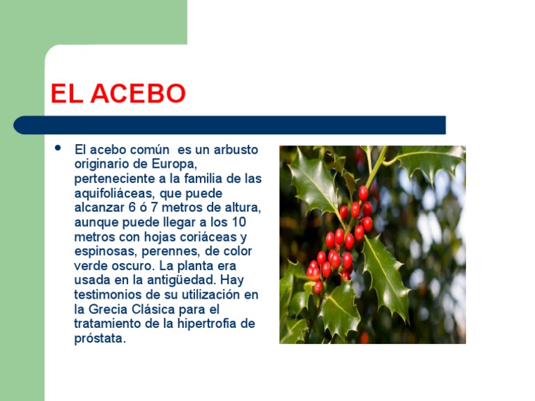 Acebo: Planta medicinal y usos históricos | PDF | Forma de vida vegetal ...