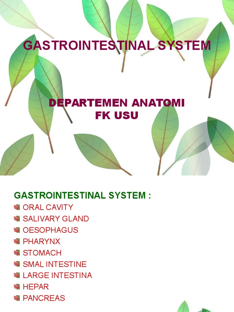 Anatomy of the Gastrointestinal System | PDF | Stomach ...