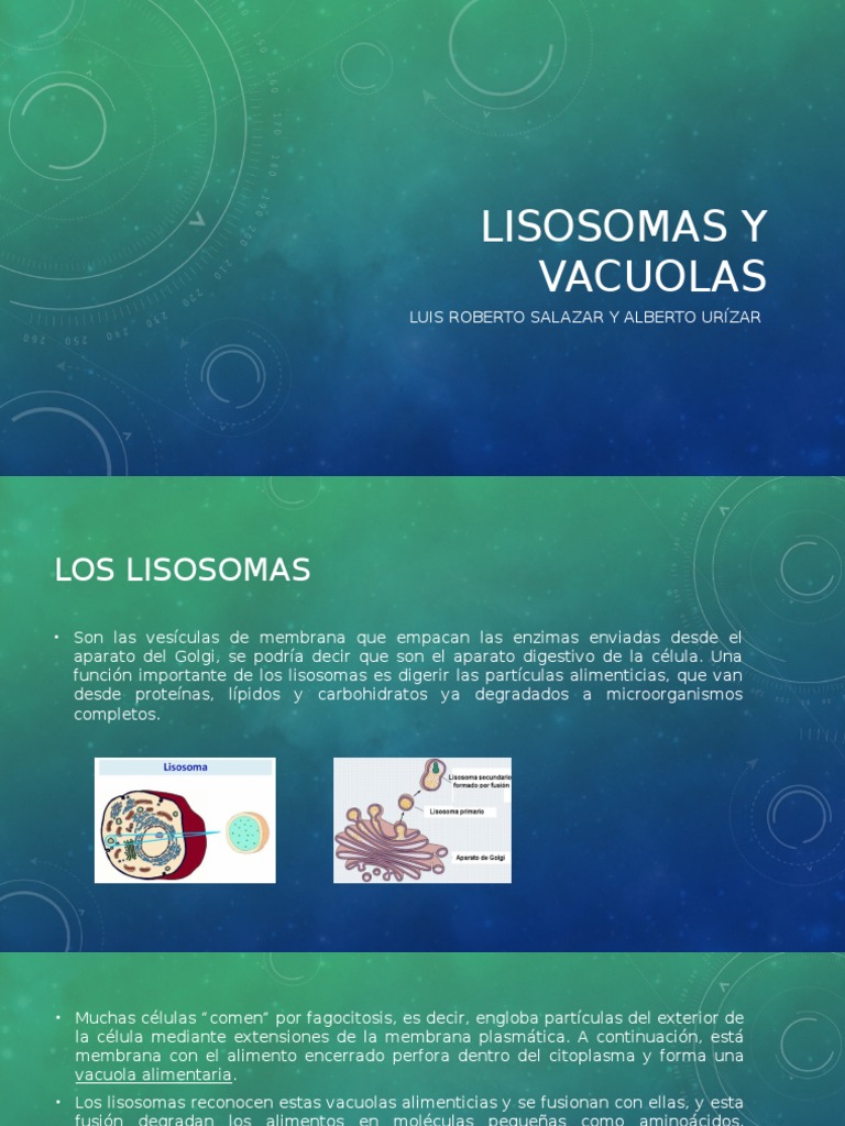 Lisosomas y Vacuolas | PDF | Lisosoma | Vacuole