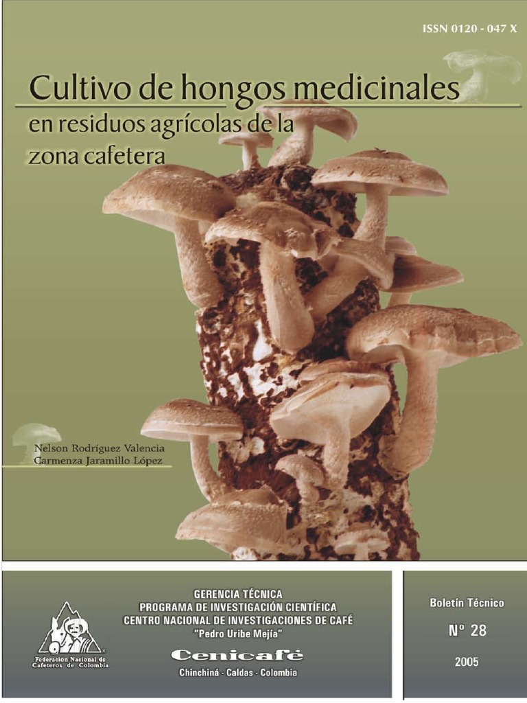 Adiós al cemento? Científicos desarrollan materiales de tierra, cartón y  fibra de carbono más resistentes y sostenibles, image size:768x1024