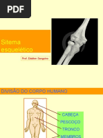 Sistema Esqueletico