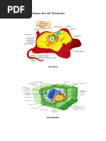Persamaan Sel Hewan Dan Sel Tumbuhan