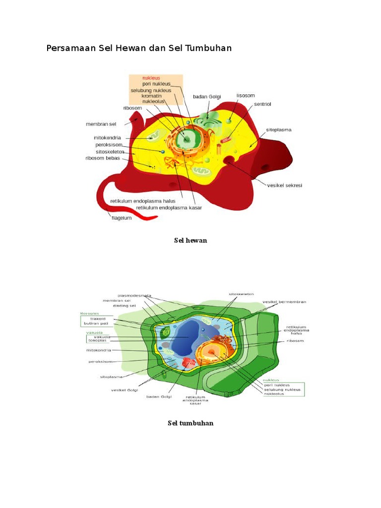  Persamaan  Sel  Hewan  Dan  Sel  Tumbuhan 