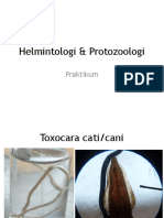 Praktikum Helmintologi & Protozoologi