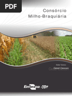 Consorcio milho-braquiaria