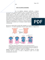 TAREA 1 Uña y Glándula Mamaria