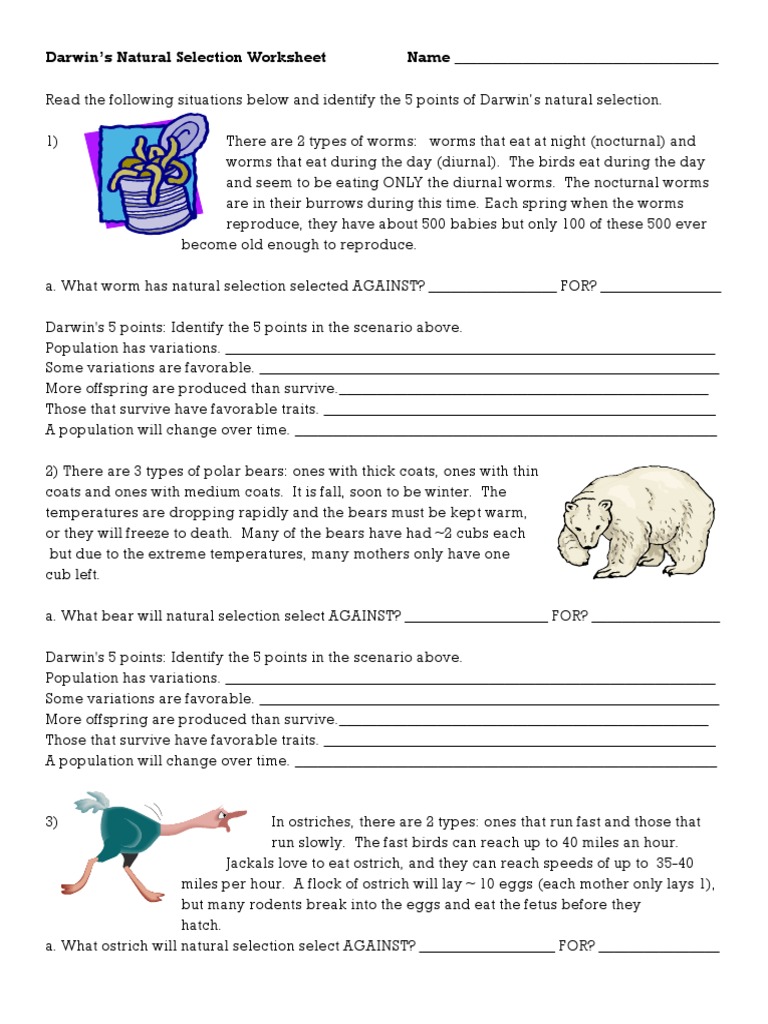 Darwins  Natural Selection Worksheet  PDF  Natural Selection  Bears Pertaining To  Darwin Natural Selection Worksheet