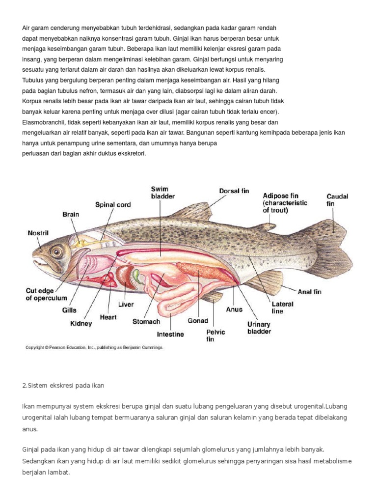 8800 Sistem Ekskresi Pada Ikan Air Tawar Dan Ikan Air Laut HD