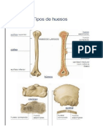 HUESOS LARGOS Constan de Un Cuerpo Central (Autoguardado)