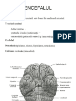 ENCEFALUL - Structura Pe Intelesul Tuturoa