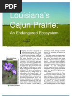 Lousiana's Cajun Prairie