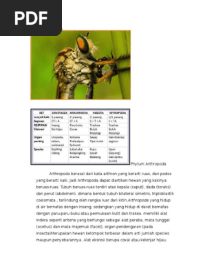 850 Hewan Arthropoda Ditunjukkan Oleh Gambar Nomor Terbaik