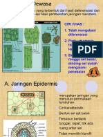 Jaringan Dewasa Tumbuhan