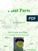 Plant Parts: by Hans Quevedo