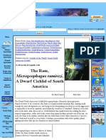 The Ram, Microgeophagus Ramirezi, A Dwarf Cichlid of South America