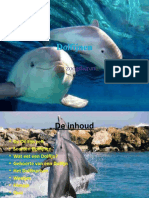 Dolfijnen PowerPoint-Presentatie Floortje