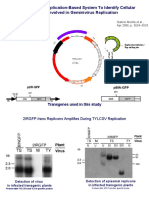 A Versatile Transreplication-Based System To Identify Cellular Proteins Involved in Geminivirus Replication