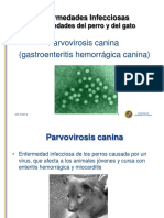 Parvovirosis Canina