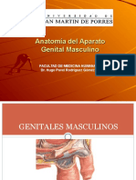 145864546-Anatomia-Del-Aparato-Genital-Masculino.ppt