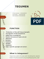 Functions and Structures of the Integumentary System