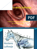 Hestens Øvre Luftveje