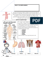 FICHAS Cuerpo Humano