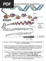 CONSTITUIÇÃO DE UM CROMOSSOMA EUCARIÓTICO