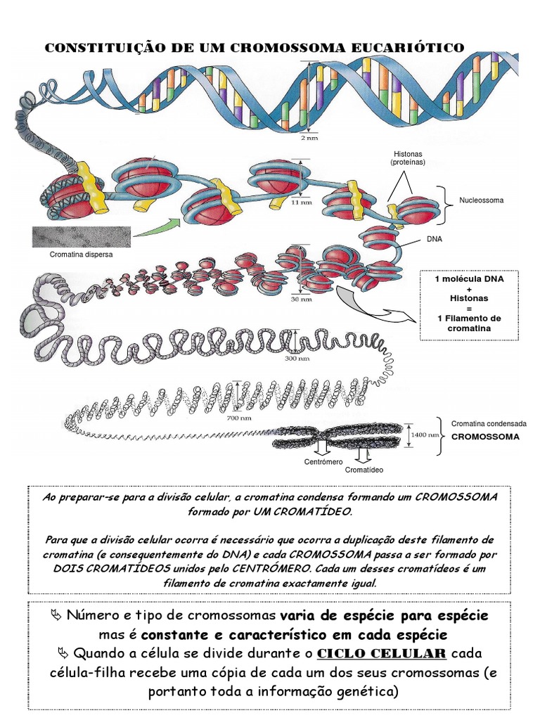 Constituição de Um Cromossoma Eucariótico | PDF