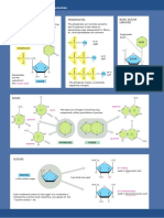 Survey of The Nucleotids