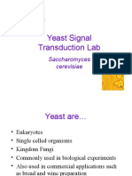 Yeast Signal Transduction Lab: Saccharomyces Cerevisiae