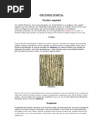 ANATOMIA VEGETAL.docx