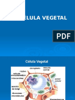 Celula Vegetal 1.ppt