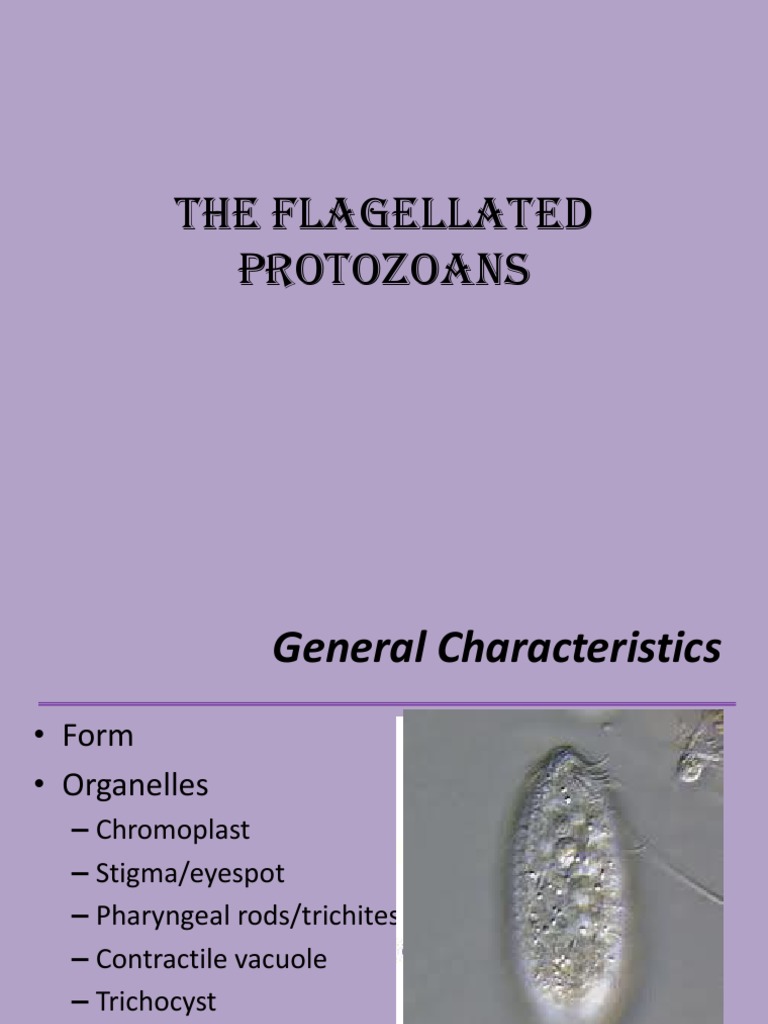 The Flagellated Protozoans | PDF | Protozoa | Cell Anatomy