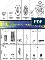 ATLAS de Cestodos