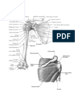 Anatomia Humana...