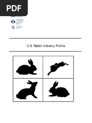 Rabbit Report 1