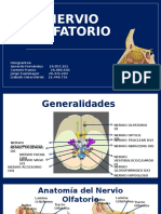 Diapositivas OLFATORIO 