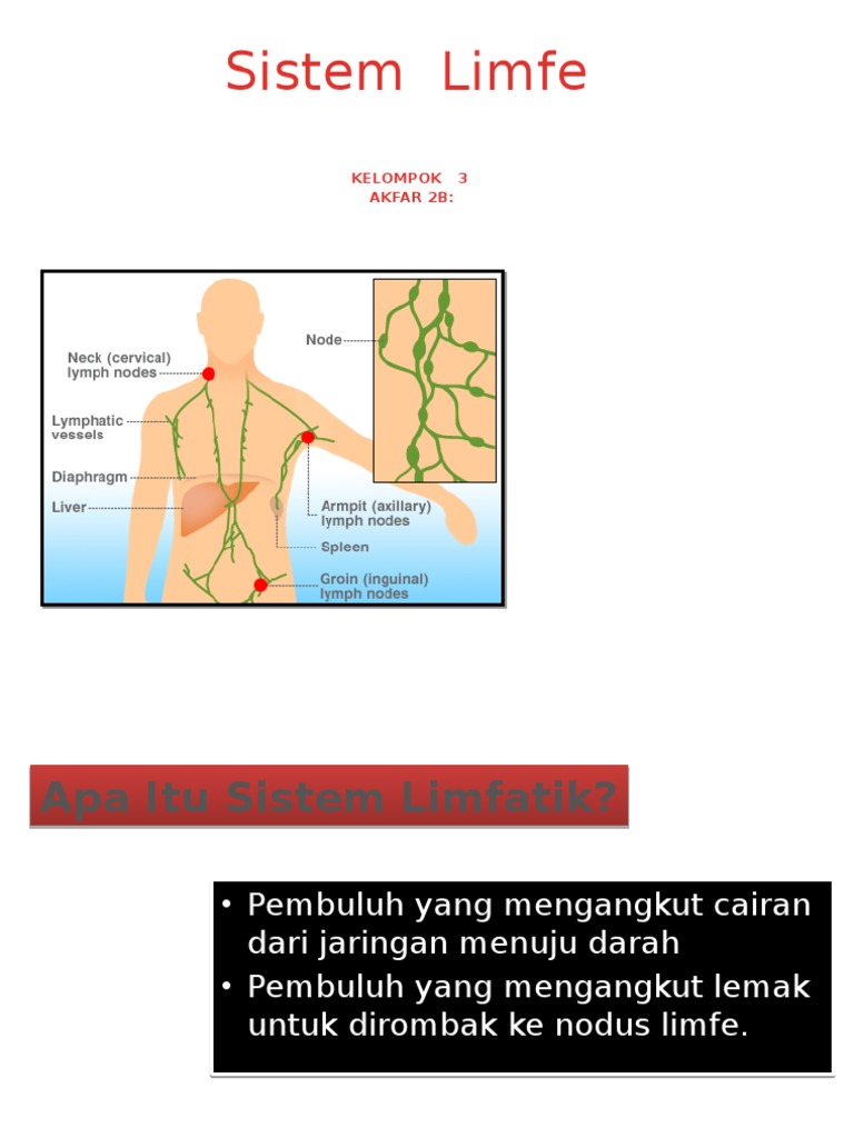 Sistem Limfa: Fungsi dan Struktur | PDF