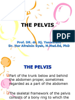 Kp 1.5.1.4 the Pelvis
