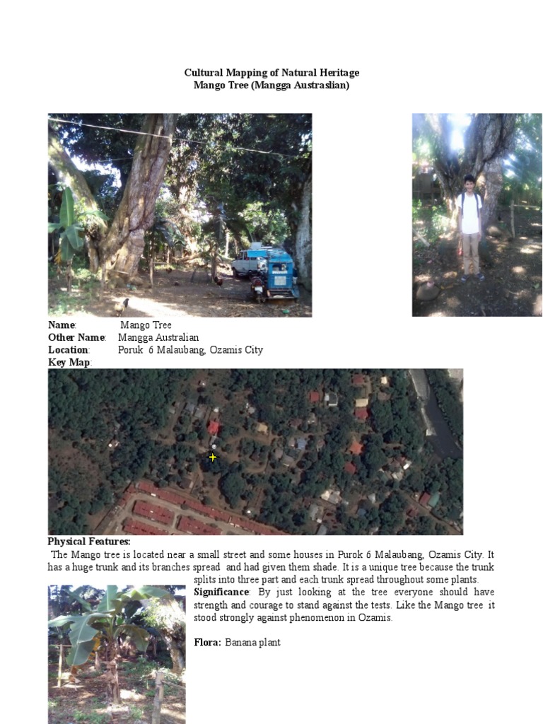 Cultural Mapping of Mango Tree in Ozamis | PDF | Banana | Mango
