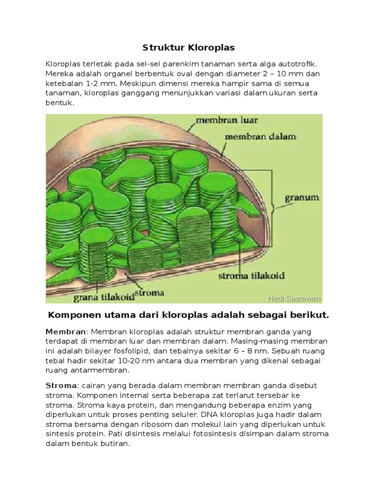 Struktur Kloroplas | PDF