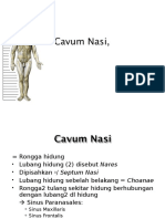 Cavum Nasi