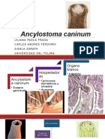 Ancylostoma Caninum