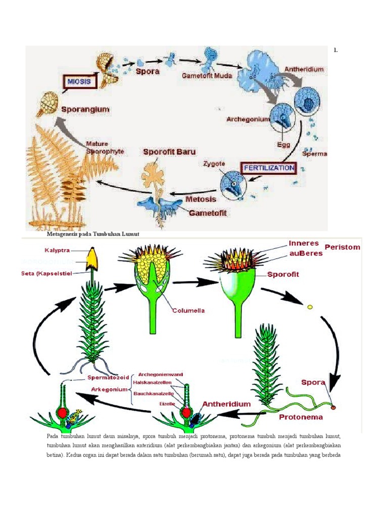 Bagan Daur Hidup Lumut Dan Paku